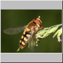 Eupeodes luniger - Mondfleck-Feldschwebfliege m04.jpg